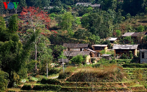 Couleur printanière sur les hauts plateaux rocheux - ảnh 8