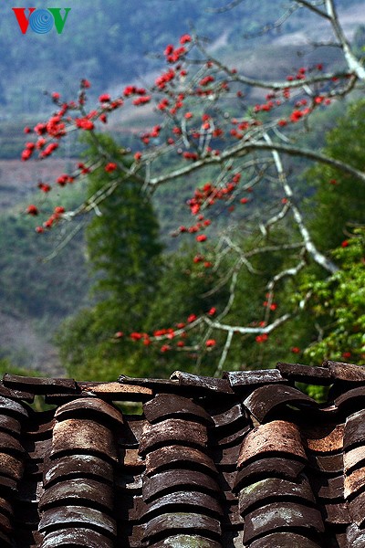 Couleur printanière sur les hauts plateaux rocheux - ảnh 10