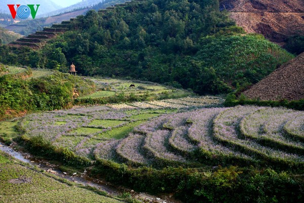 Couleur printanière sur les hauts plateaux rocheux - ảnh 17