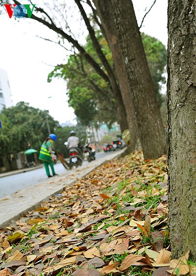 L'entre saison à Hanoi - ảnh 3