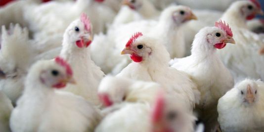  OMS : aucun signe de transmission interhumaine de la grippe H7N9 à cette date - ảnh 1