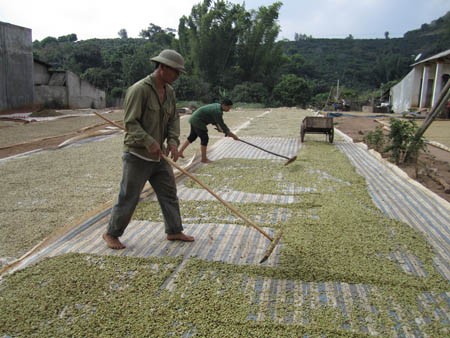 Son La en avant les coopératives! - ảnh 1