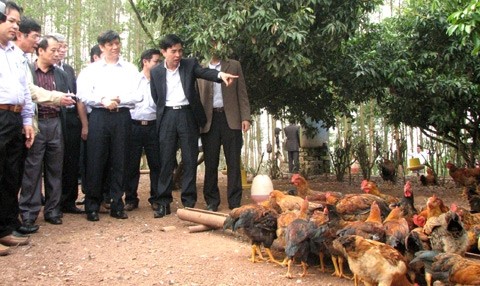 Grippe A/H7N9 : aucune contamination détectée au Vietnam - ảnh 1