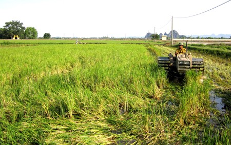 L’association des paysans, fer de lance de la nouvelle ruralité - ảnh 1