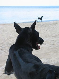 Chien de Phu Quoc - une race précieuse - ảnh 4