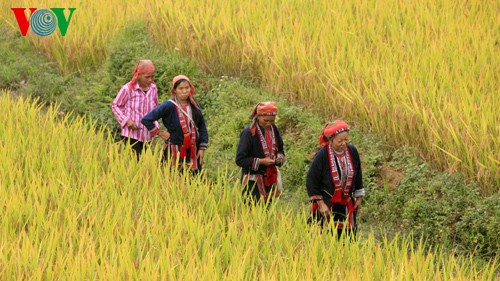 Danse des rizières en terrasse - ảnh 2