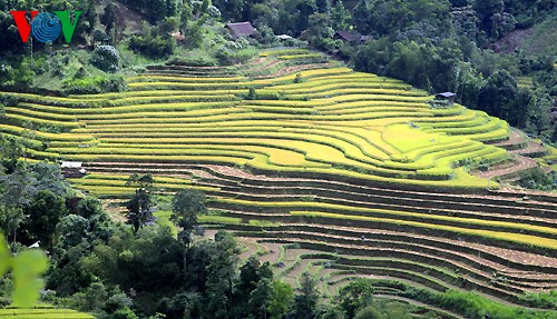 Danse des rizières en terrasse - ảnh 5