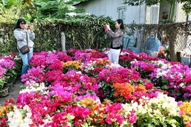 Le village horticole de Sa Dec à l’approche du Tet - ảnh 6