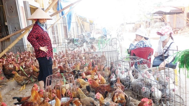 Le Vietnam est prêt à affronter la grippe A H7N9 - ảnh 1