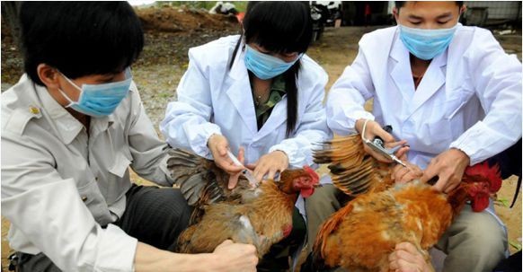 Intensifier la lutte contre la grippe aviaire H7N9 - ảnh 1