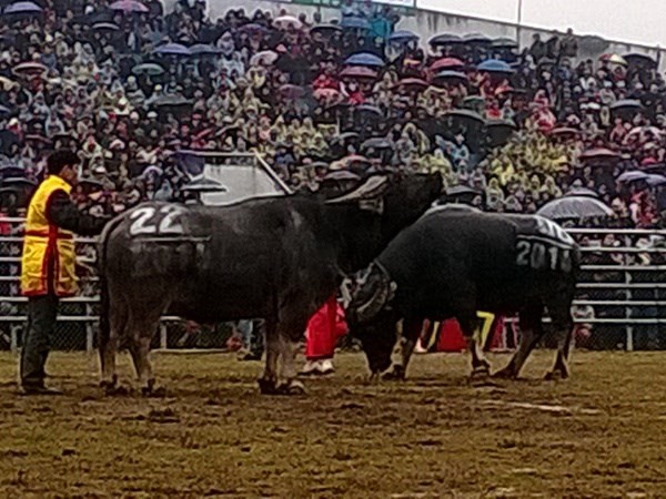 Coup d’envoi de la première fête de combat des buffle à Hanoi - ảnh 1