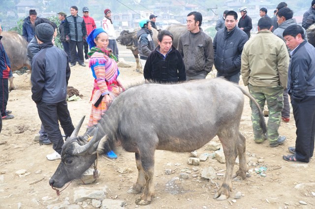 Le marché montagnard de Bac Ha dans toute sa splendeur - ảnh 8