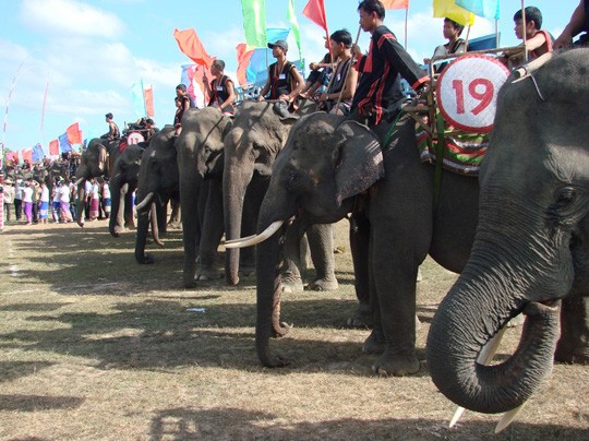 Coup d’envoi de la fête des éléphants de Dak Lak - ảnh 1