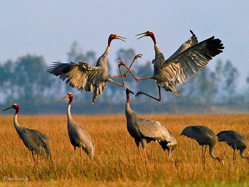 Le Vietnam et l’Afrique du Sud renforce la coopération dans la préservation de la biodiversité - ảnh 1