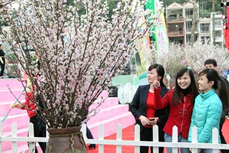 La fête des fleurs de cerisiers Halong 2014 - ảnh 1