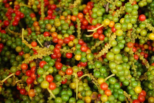 Le fameux poivre rouge de Phu Quoc - ảnh 1