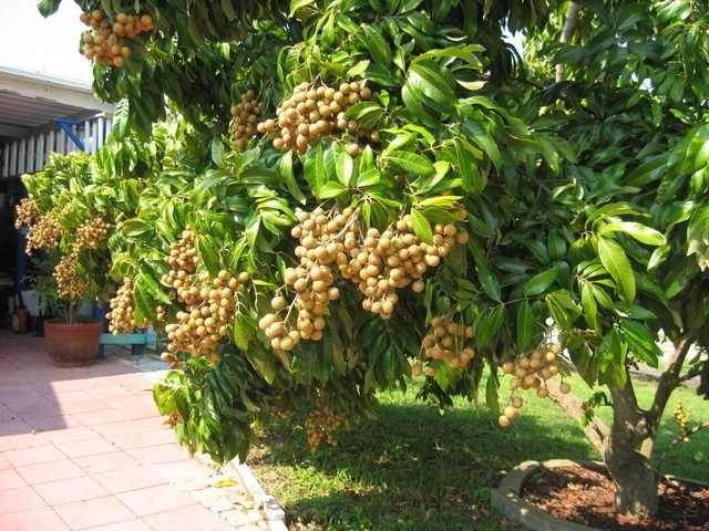 Rentabiliser davantage les longanes sucrées à Hung Yên - ảnh 1