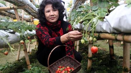 Jardin de fraises à Dalat - ảnh 1