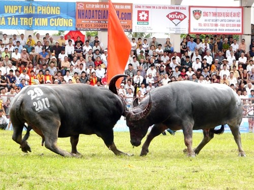 Les combats de buffles à Do Son - ảnh 1