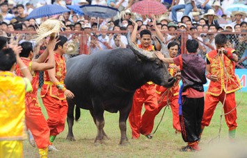 Les combats de buffles à Do Son - ảnh 2