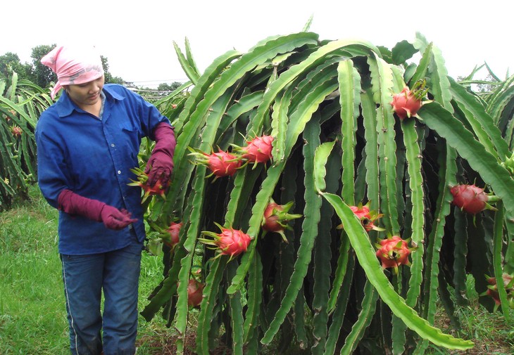 Le fruit du dragon - ảnh 4