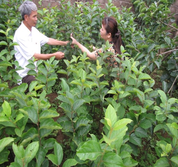 Le docteur  Hà Thi Thuy ou la passion pour la transgénique - ảnh 3