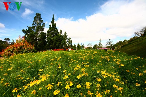 Un instantané de Da Lat - ảnh 8