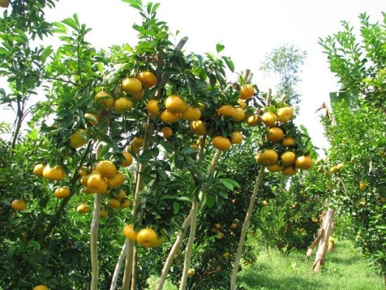 Bac Kan: les fruits de la croissance - ảnh 1