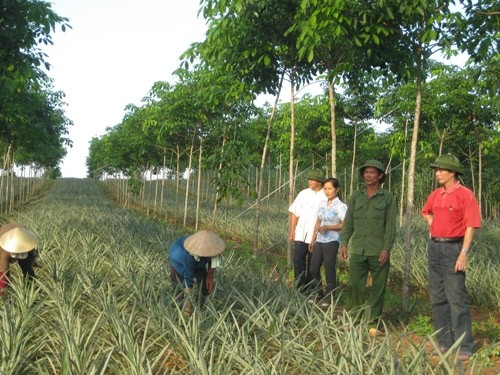 «L’or vert» de Yên Bai - ảnh 1