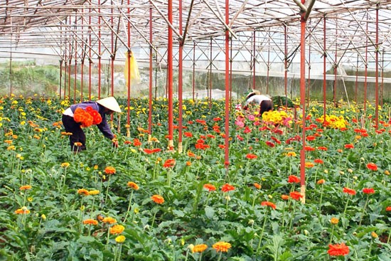 Le printemps au pied de la montagne Lang Biang - ảnh 1