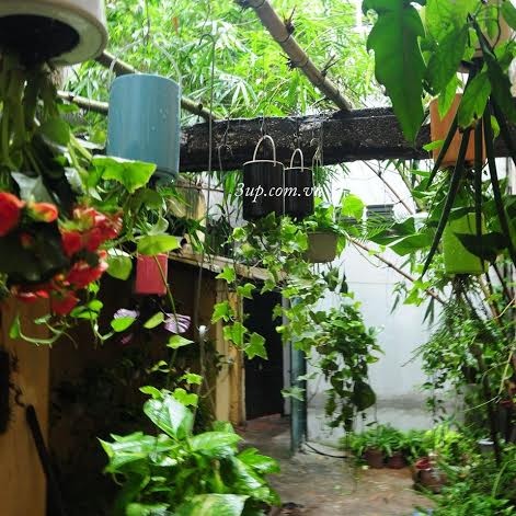 Jardin de plantes suspendues à l’envers... dans votre maison : wow !!!  - ảnh 2