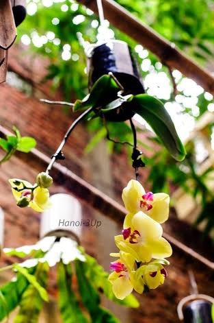 Jardin de plantes suspendues à l’envers... dans votre maison : wow !!!  - ảnh 7