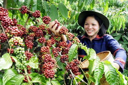 Vers un développement durable du Café - ảnh 1