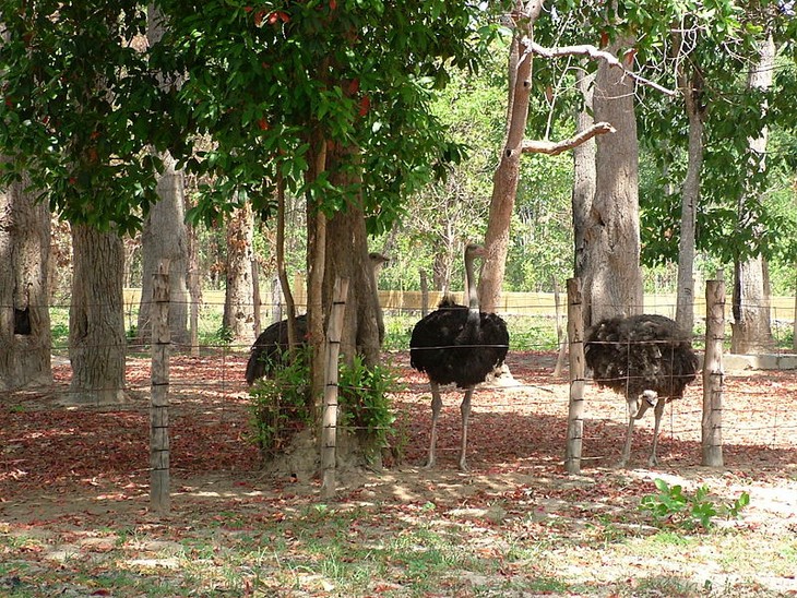 Le parc national de Yok Don - ảnh 5