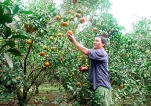 Dũng Phong: les fruits de la croissance   - ảnh 1