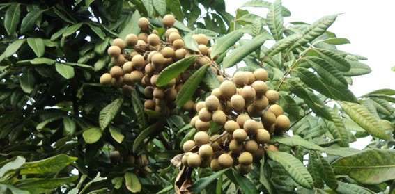 Longane et litchi, deux fruits exotiques raffinés - ảnh 5