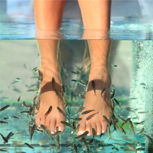 Laissez vos pieds aux poissons docteurs !  - ảnh 2