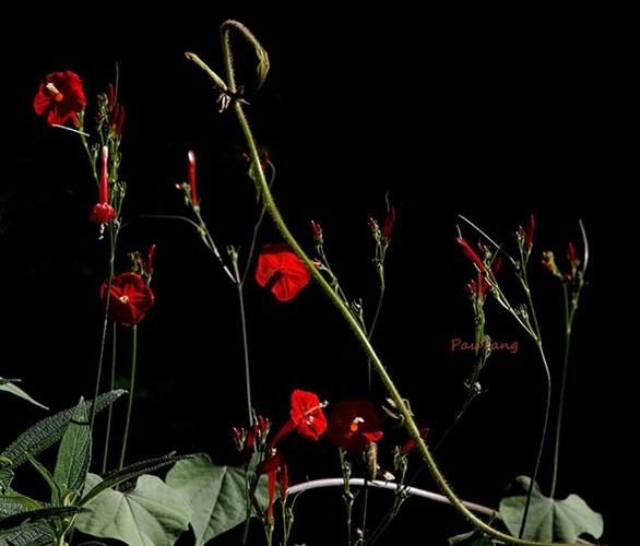 Les curiosités botaniques du parc national de Lò Gò - Xa Mát  - ảnh 9