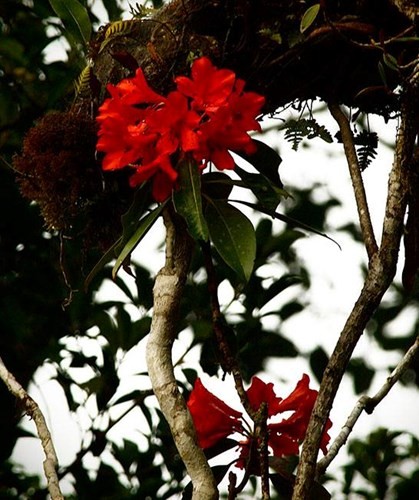 Les curiosités botaniques du parc national de Lò Gò - Xa Mát  - ảnh 7