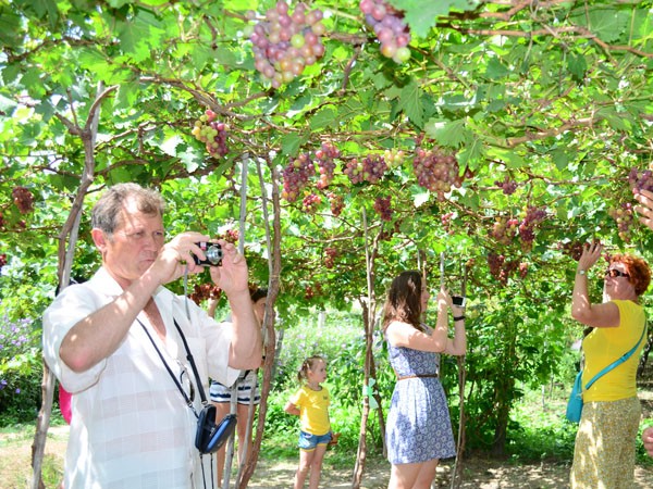 Quand viticulture et tourisme font bon ménage - ảnh 1