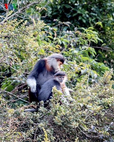 Le roi des primates - ảnh 2