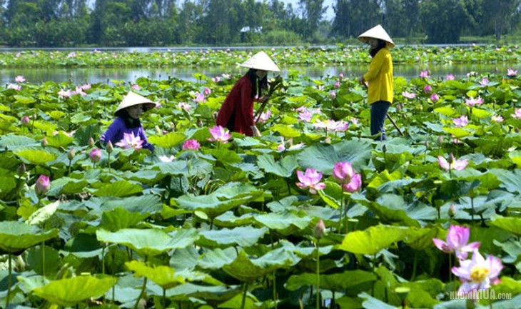 Rendez-vous au pays du lotus - ảnh 1