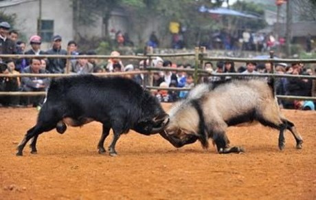 Semaine culturelle des rizières en terrasse de Mu Cang Chai - ảnh 1