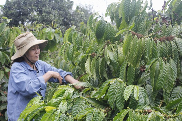 Dac Lac mise sur une caféiculture durable   - ảnh 2