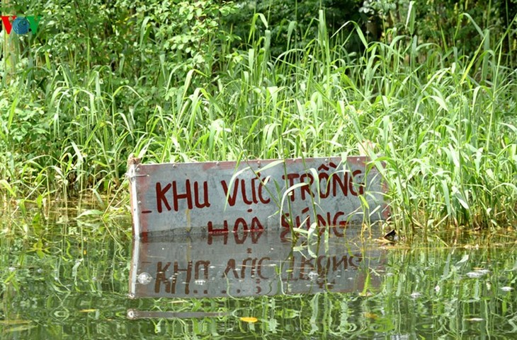 Début de la saison des fleurs de nénuphars sur le ruisseau Yên - ảnh 3