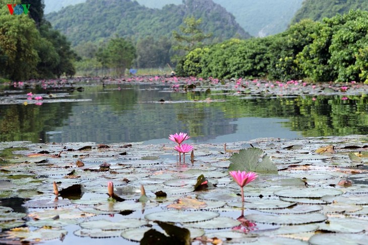 Début de la saison des fleurs de nénuphars sur le ruisseau Yên - ảnh 4