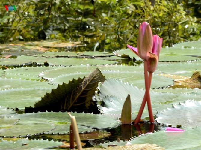 Début de la saison des fleurs de nénuphars sur le ruisseau Yên - ảnh 6