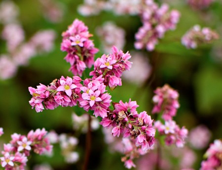 Hà Giang, la prairie en fleurs de sarrasin - ảnh 4