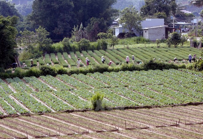 Directive du Premier ministre sur l’accélération du projet de restructuration agricole - ảnh 1