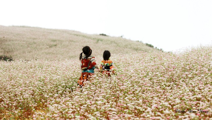 Hà Giang, la prairie en fleurs de sarrasin - ảnh 3